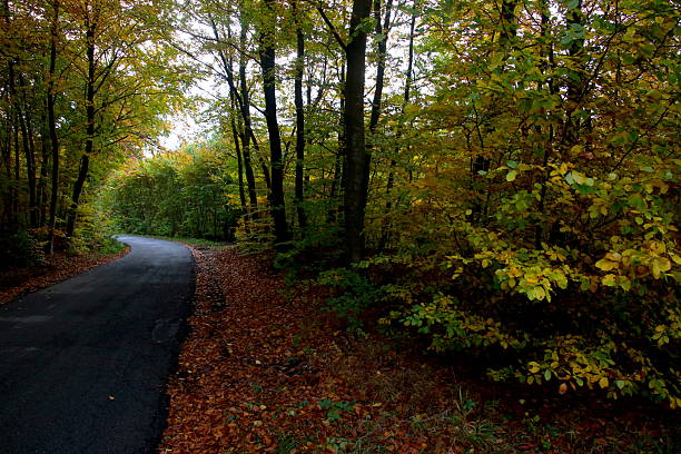 Autumn colors on the way in the forest so beautiful