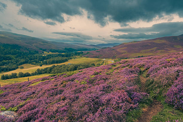 istock Scottish heather landscape in August 2248529977