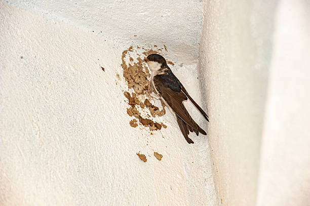 A swallow nesting on the outside wall of a house