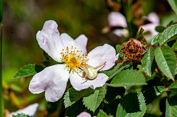 Rosa canina and Macro of white crab spider (Misumena vatia)
