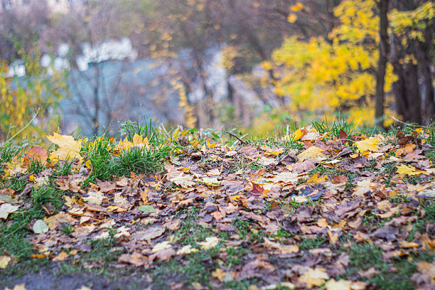istock Autumn scene, low perspective, scattered leaves yellow, orange, red, soft shadows, natural light, background greenery, potential water reflection. m 2248531133