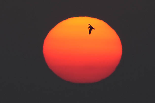 Sunrise on the Atlantic Ocean along the East Coast of the United States known as the Treasure Coast in St. Augustine, Florida reveals birds or prey..