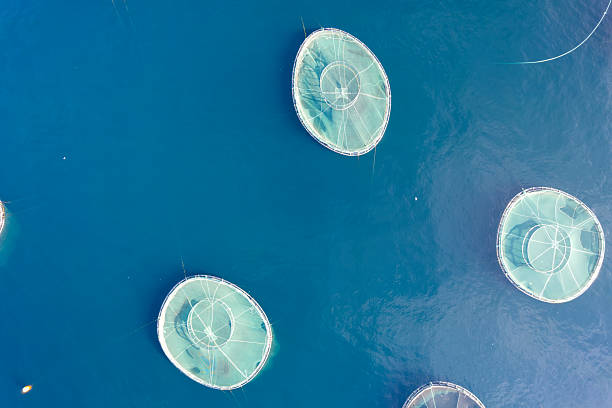 istock Drone View Fish Farms in the Sea 2248531646