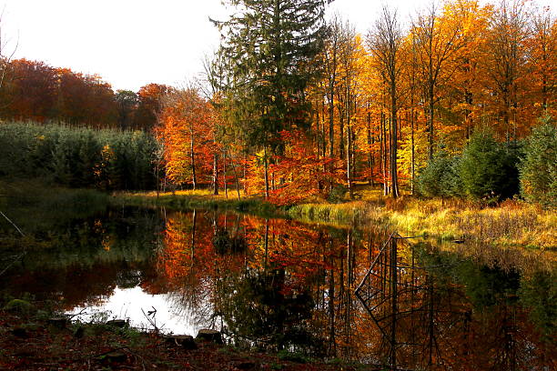 istock Fairytale reflections in the forest lake 2248531737
