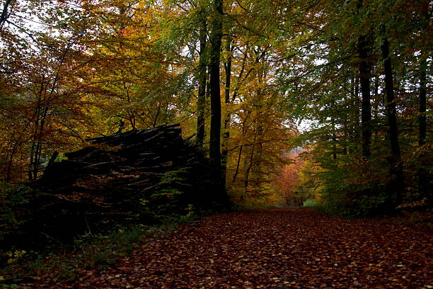Firewood pile by leaf-filled forest road so colorfull