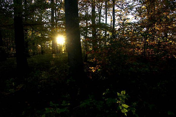 Glimpses of autumn and the sun in the forest
