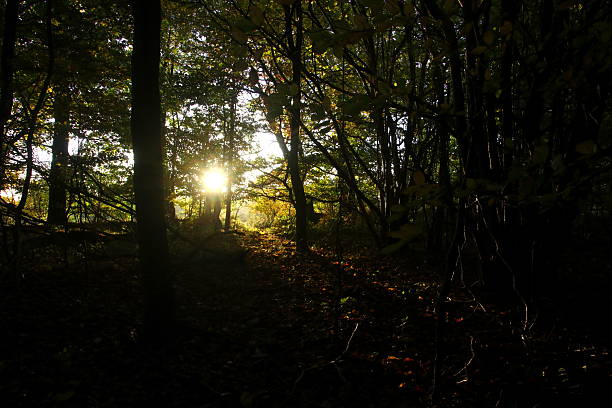 istock Morning sun in the forest 2248531846