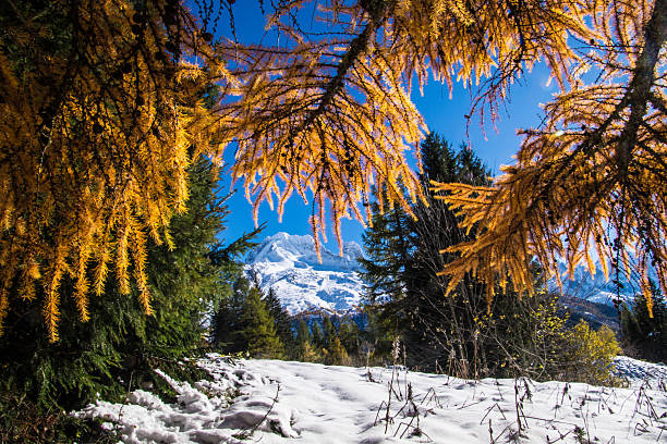 trelechamp in chamonix in haute savoie in france