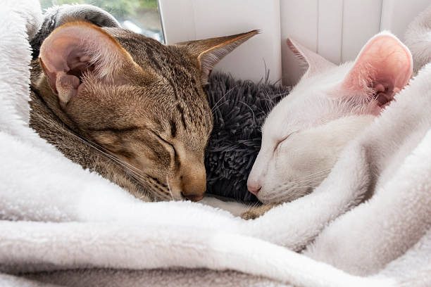 istock Cute oriental shorthair white cat and tabby kitten sleeping together. 2248535627