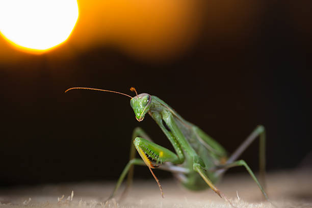 On the dogtail grass is a mantis, against a black background.