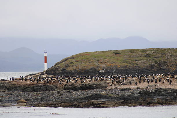 istock Imperial shags on island in Beagle Channel 2248540855
