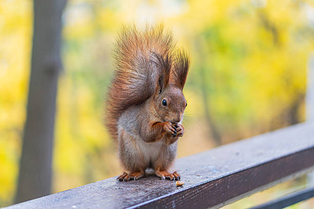 istock Outdoor daytime scene with a running squirrel on railing, rich brown coat, bushy tail, soft shadows, dappled sunlight, low angle viewpoint, engaging snapshot of wildlife in motion 2248541403