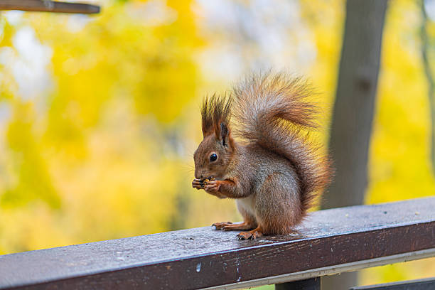 A brown-and-white squirrel is active on a metal rail or fence, set against the backdrop of autumnal trees with yellow leaves The image captures an outdoor scene in natural lighting, suggesting early