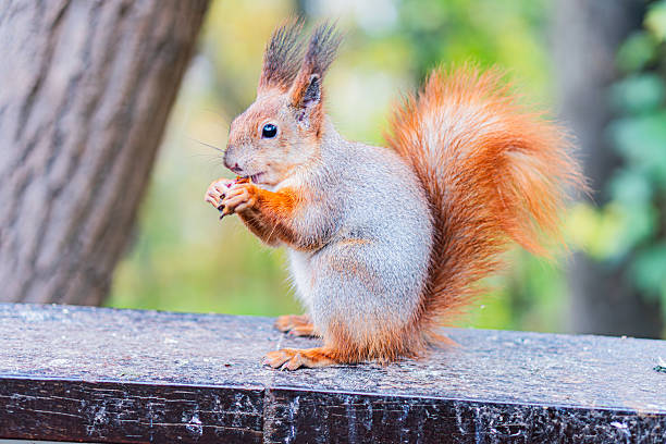istock Squirrel on branch, brown and white, horizontal extension, spread tail, food in paws, careful nibbling, natural lighting, soft shadows, green foliage, tree branches, depth, low angle viewpoint 2248541530