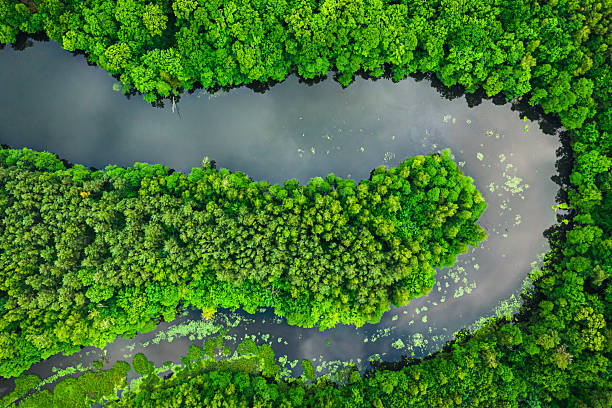 istock Flying above green forest and river in summer. 2248541969