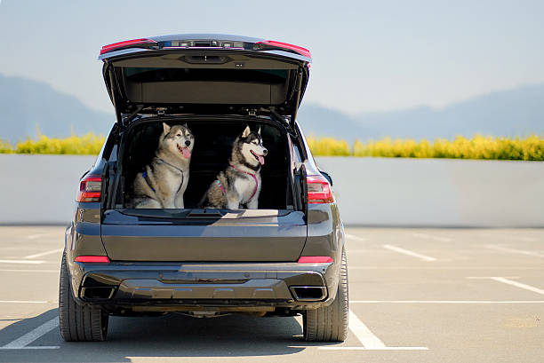 istock Siberian Huskies Ready for Road Trip in Open SUV Trunk on Sunny Day 2248542830