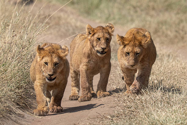 istock Three lion cubs walking in the dirt 2248543280