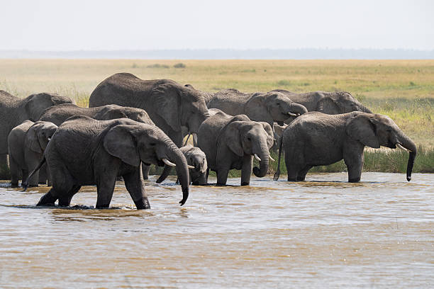 istock Herd of elephants at a water hole 2248543300