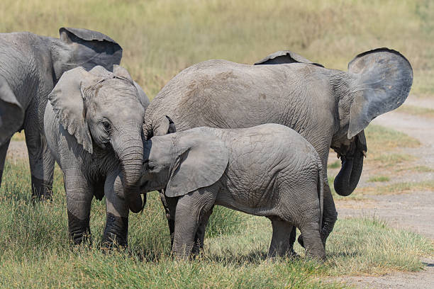 istock Young herd of elephants all gathered together 2248543314