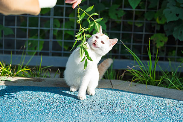 cute white kitten