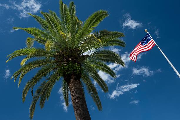 flag of the United States of America with a palm tree in the background and a ray of sunlight