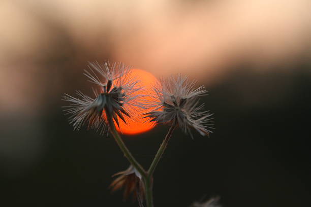 Dandelion silhouetted against the sunset sky. Nature and botany of flowers