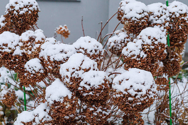 istock Snow on dried hydrangeas. Dried hydrangea blooms covered with fresh snow in winter garden. Concept of seasonal nature texture, background use, and cold weather visual. 2248546125