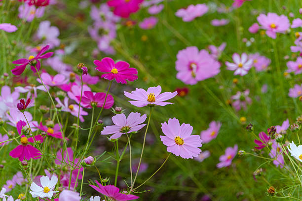 istock Pink cosmos flowers in bloom 2248546297