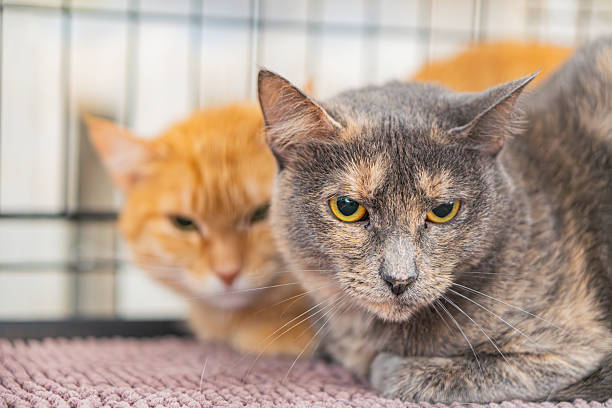 istock Summary Two cats reside in a veterinary cage, each with distinct fur patterns - orange tabby and gray black stripes They face the camera, seemingly attentive to something out 2248546617