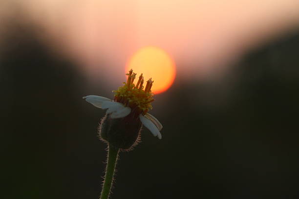 close-up photograph captures a small Tridax daisy (Tridax procumbens), often called a coatbutton flower, silhouetted against the warm, vibrant glow of a setting sun.