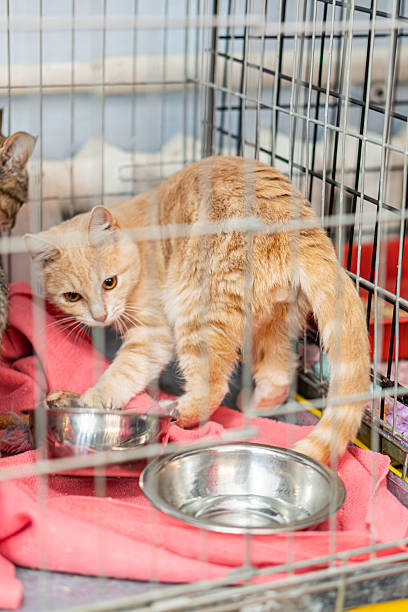 istock Summary An orange and white cat in a metal cage, with a wire grid pattern, is standing on hind legs, looking focused A small bowl may contain water or food on the cage floor 2248546720