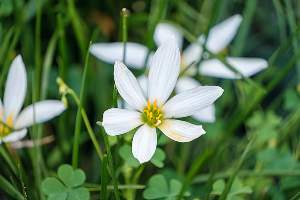 istock Close-Up of a White Rain Lily Flower 2248546915