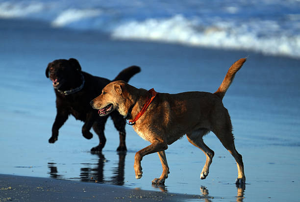Sunrise on the Atlantic Ocean along the East Coast of the United States known as the Treasure Coast in St. Augustine, Florida reveals dog walkers and beachgoers.