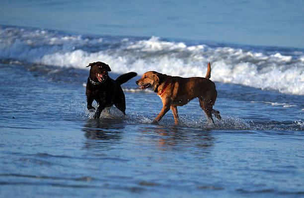 istock Sunrise  walking dogs on the Beach in Florida 2248548334