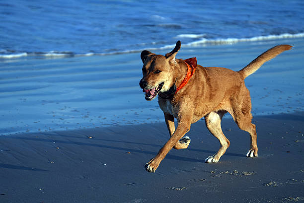 Sunrise on the Atlantic Ocean along the East Coast of the United States known as the Treasure Coast in St. Augustine, Florida reveals dog walkers and beachgoers.
