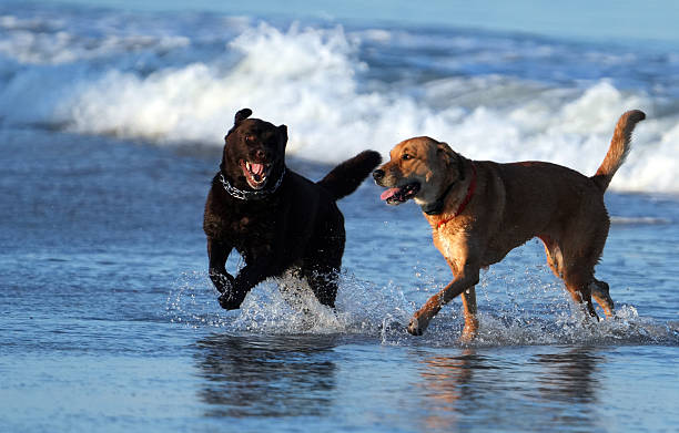 istock Sunrise  walking dogs on the Beach in Florida 2248548446