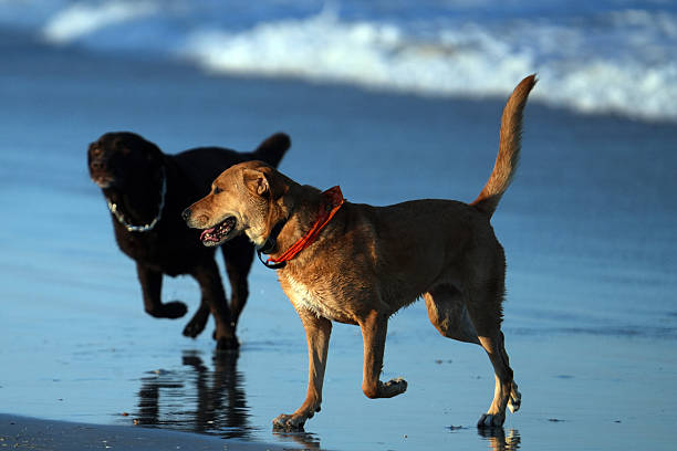 istock Sunrise  walking dogs on the Beach in Florida 2248548543