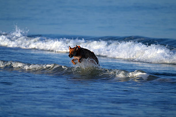 Beautiful fashionable young girl having fun on the beach barefoot with her dog