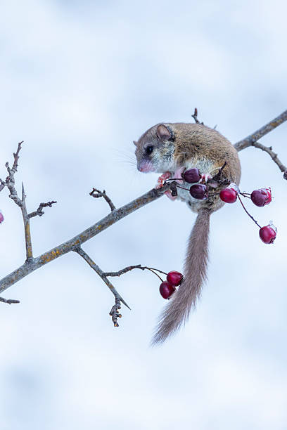 istock Japanese dormouse eating berries on a snowy branch 2248549899