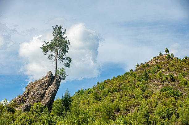 Scots pine and shrub clinging to life on a rock