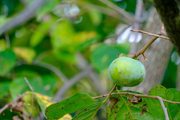 istock Unripe Green Persimmon on Branch 2248550713