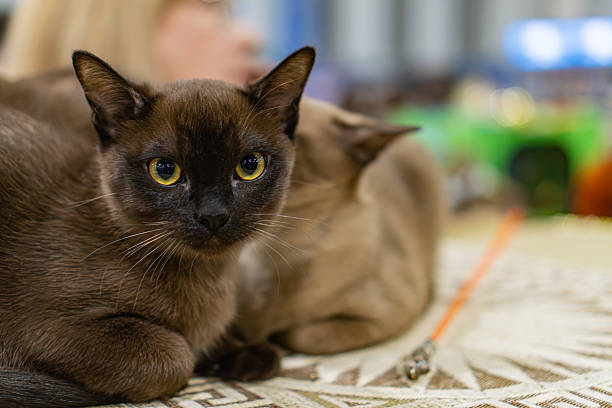 istock Medium-sized Burmese cat with a short, shiny brown fur and round yellow eyes sitting on a beige couch in an indoor setting Soft, inviting couch contrasts with the cats dark fur Indirect lighting c 2248551923