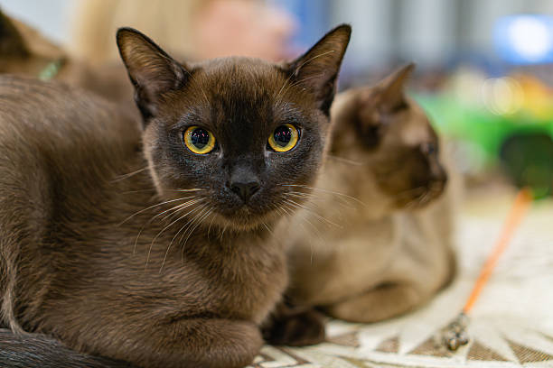 A photograph captures two Siamese cats on a patterned tablecloth The foreground cat, a Burmese, has dark brown fur and yellow eyes, while the background cat is also a Siamese and faces away Soft li