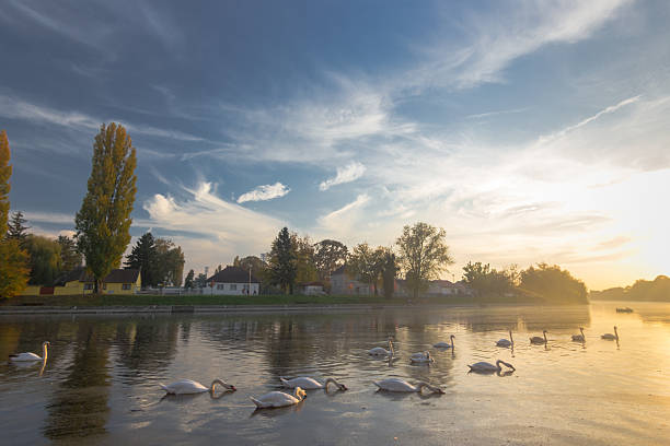 Colorful sunset over calm river Bosut, Vinkovci, Croatia. Swans floating on the river.