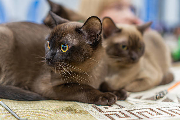 istock Close-up of two Burmese cats lying side by side on a table, one alert and looking directly at the camera intense gaze, the other less alert or sleeping The table has a textured surface with yellow 2248551987