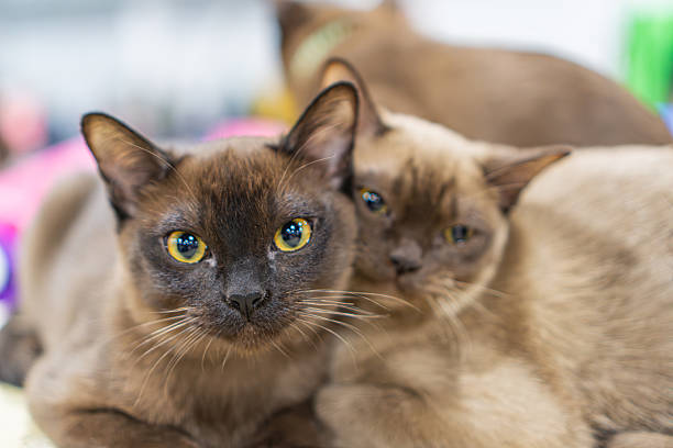 istock Medium-sized Burmese cats short, shiny coat, round yellow eyes in a close-up shot, resting together companionship, with Siamese color point pattern dark brown ears, face, paws, tail on lighter c 2248552022