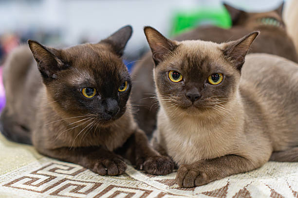 istock A serene image of two Siamese cats, one facing the other, both sitting on a patterned surface The cats are medium-sized, muscular, and have short, shiny coats with striking blue eyes Their fur is p 2248552073