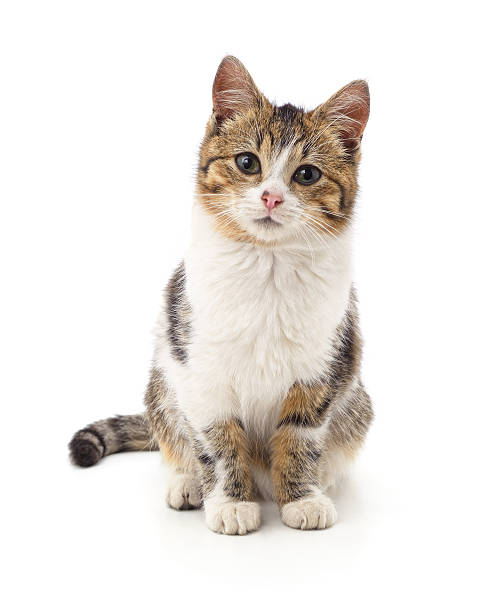 istock Cute little kitten looking into camera lens isolated on white background. 2248554398