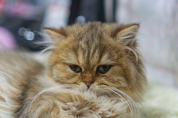 Light brown Persian cat, black stripes on head and ears, fluffy fur, curled up on soft cushionbed, sleepingresting, indoor setting, soft lighting, blurred background, warm colors, shallow depth of