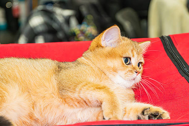Ginger British ShorthairScottish Straight cat on a red cushion, attentive gaze, tabby pattern, perked ears, dark background, possible animal care setting, soft shadows, candid style